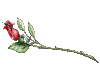 Thank rose anim