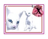 seXie -- White Kitty