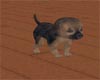 ~Zaa's Shep Puppy (A)