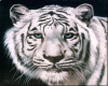 white tiger bundle