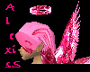 Halo of Pinkushion
