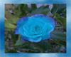 Blue Rose