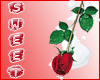 red rose