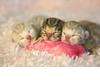 baby kittens