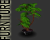 Click on this image for Large Fern Plant