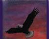 Sunset Eagle