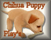 [my]Chihua Puppy Playing