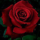 sticker_13214246_38262899