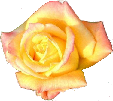 sticker_27741717_39849247