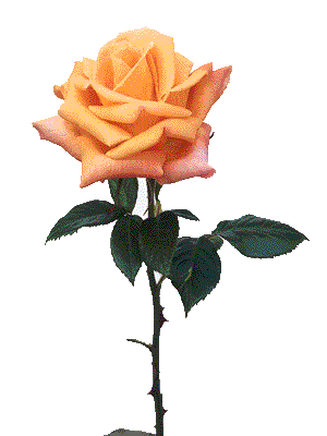 sticker_22795194_39052483