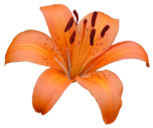 sticker_21183514_34219111