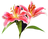 sticker_20657373_37664536