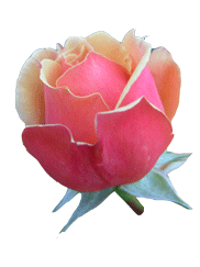 sticker_18176113_23805283