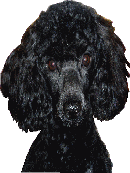 sticker_16684389_21836588