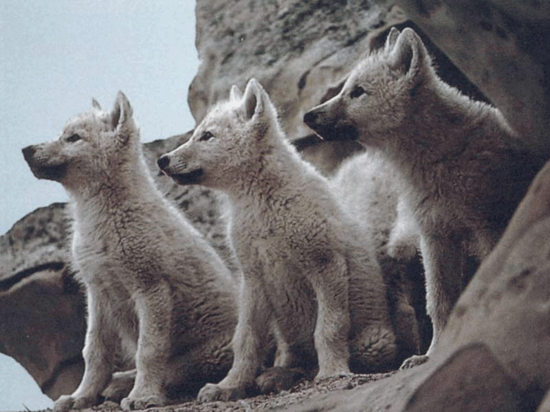 sticker_24026297_38099879