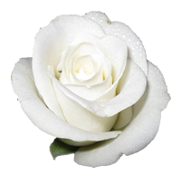 sticker_21037936_38018131