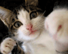 sticker_11743355_33221810