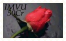 sticker_19895303_36946320