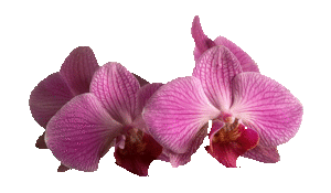 sticker_21714274_30655967