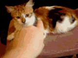 sticker_10039909_23852362