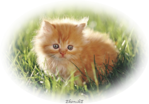 sticker_2173246_22904523