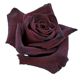 sticker_25349898_37966613