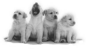 sticker_26008472_37483187