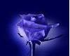 sticker_18018297_34940089