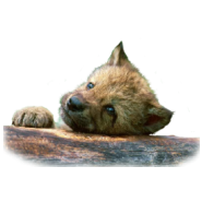sticker_11776976_14799320