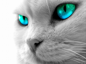 sticker_13276837_21864606