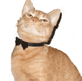 sticker_2334077_3778594