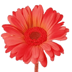 sticker_15328161_38618774