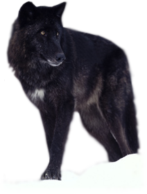 sticker_27998187_40413969