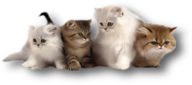 sticker_791853_43877754