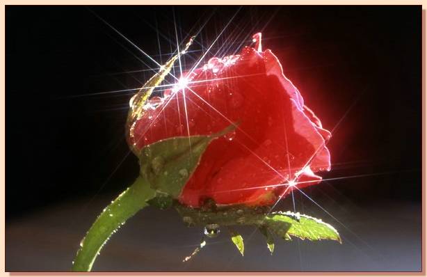 sticker_16692568_33347518