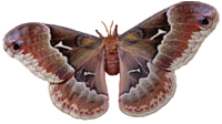 sticker_11359803_36008369