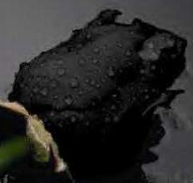 sticker_18363624_33209286