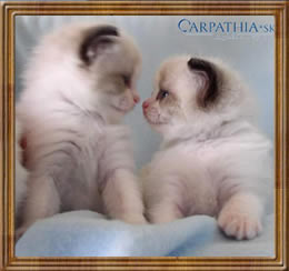 sticker_25392488_34474144