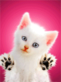 sticker_21907721_33775948