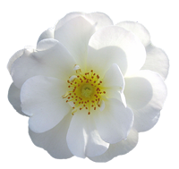 sticker_16291787_39083877
