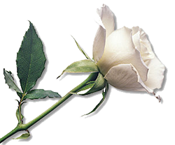 sticker_26762858_37764520