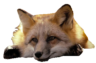 sticker_22457748_31634454