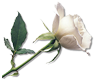 sticker_18460271_40415302