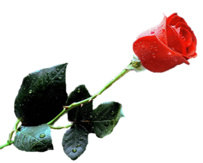 sticker_24300691_39200469