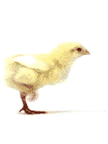 sticker_23090551_36929995