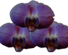 sticker_19493008_33089377
