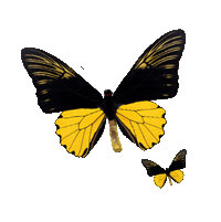 sticker_16291787_38902264