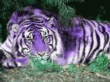 sticker_14158913_18773071