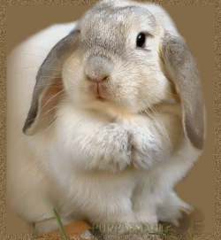 sticker_27414243_37129375