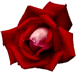 sticker_14627485_31940278